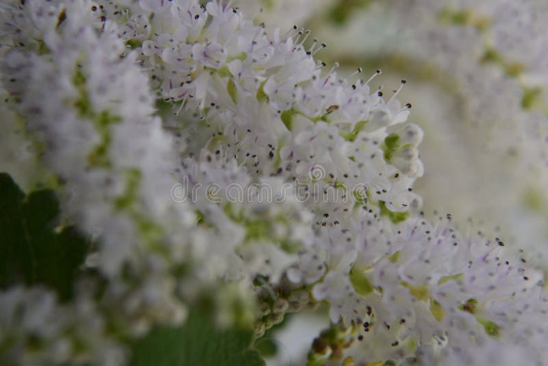 I fiori fiorenti di commiphora myrha fotografia stock libera da diritti