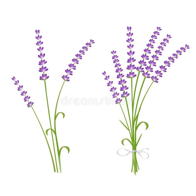 I fiori fragranti della pianta della lavanda del taglio fresco legano e scelgono realistiche l'illustrazione isolata messa 2 icon illustrazione di stock I fiori fragranti della pianta della lavanda del taglio fresco legano e scelgono realistiche l'illustrazione isolata messa 2 icon illustrazione di stock