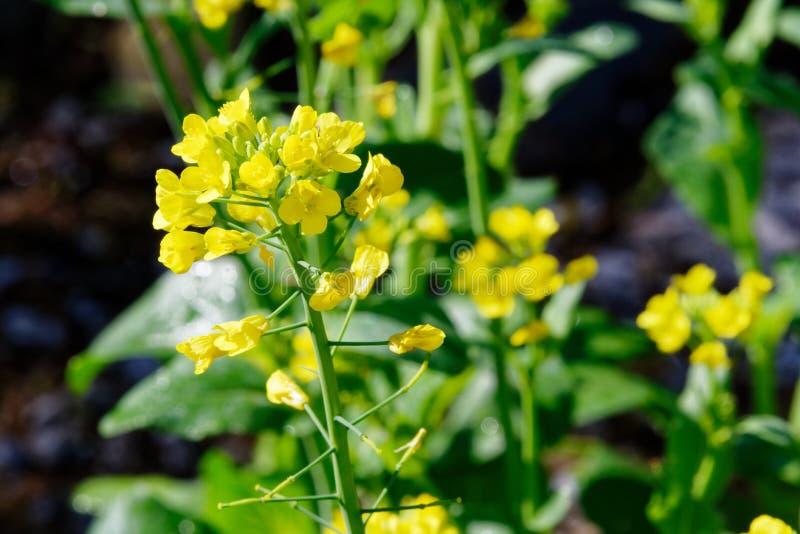 I fiori gialli del seme nel giardino domestico fotografia stock libera da diritti I fiori gialli del seme nel giardino domestico fotografia stock libera da diritti