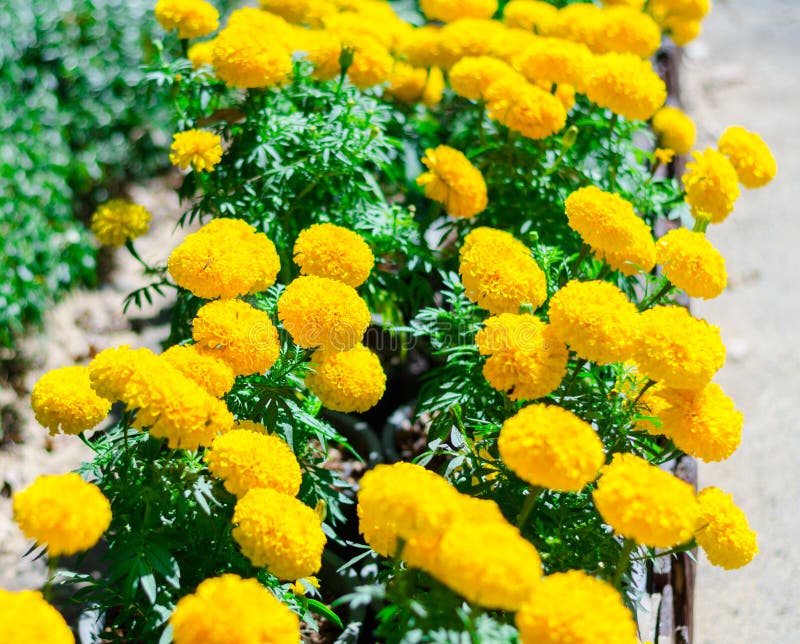 I fiori gialli nel giardino, bello giallo del tagete fiorisce fotografia stock libera da diritti I fiori gialli nel giardino, bello giallo del tagete fiorisce fotografia stock libera da diritti