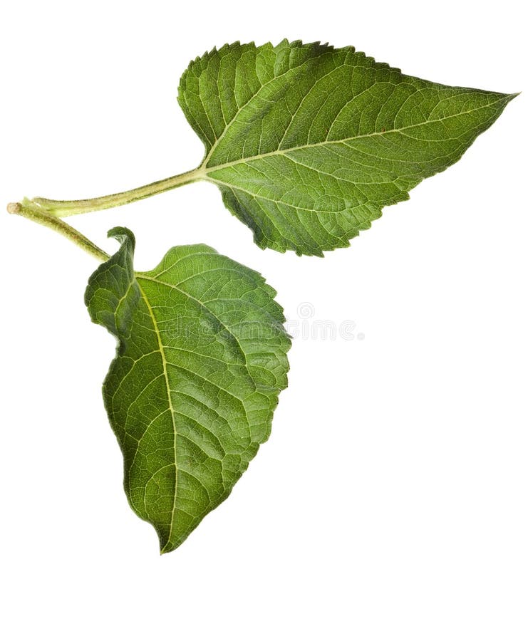 Sunflower leaves isolated on a pure white background. Sunflower leaves isolated on a pure white background