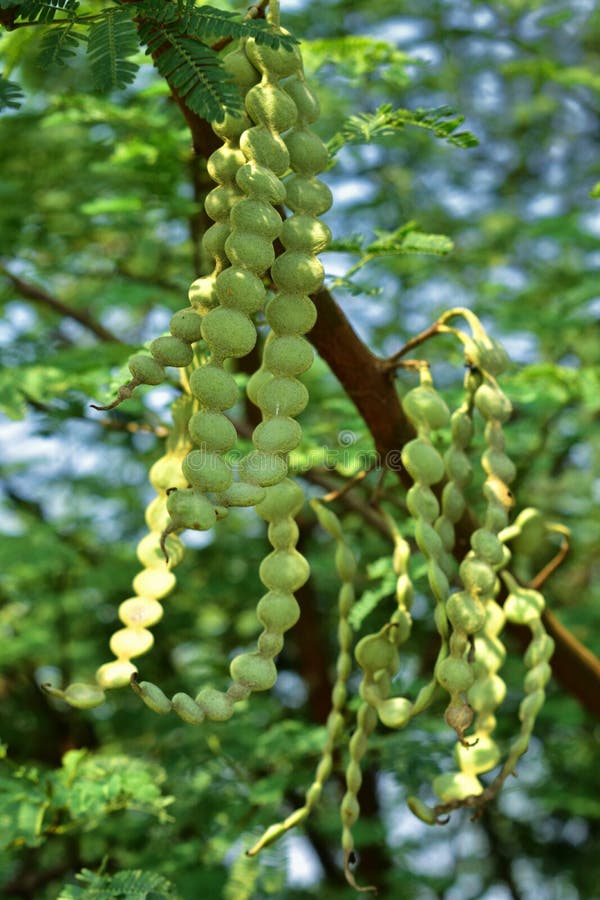 I frutti del nilotica di Vachellia conosciuti comunemente come l'albero della gomma arabica, il babul, la mimosa della spina, l'a immagine stock I frutti del nilotica di Vachellia conosciuti comunemente come l'albero della gomma arabica, il babul, la mimosa della spina, l'a immagine stock