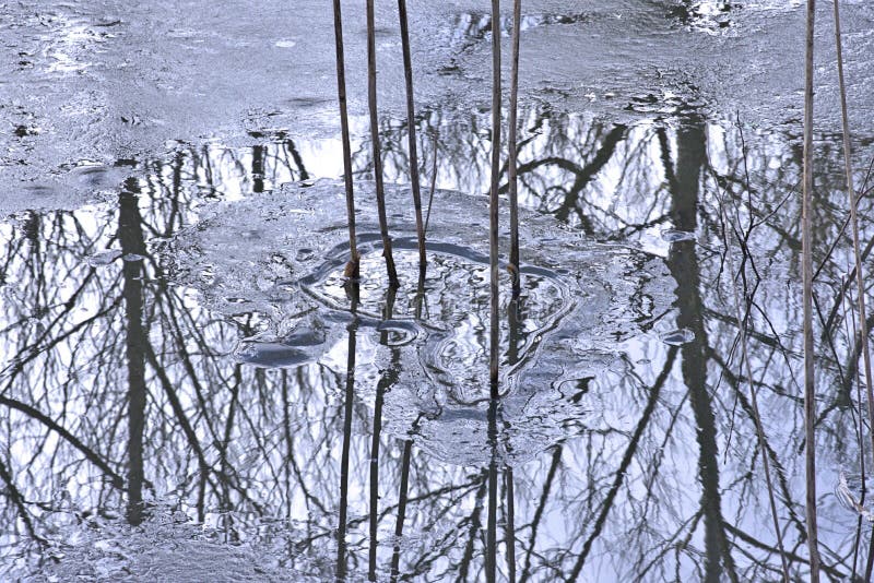 I gambi alti delle canne hanno fuso le riflessioni scure sulle acque ghiacciate fotografie stock libere da diritti I gambi alti delle canne hanno fuso le riflessioni scure sulle acque ghiacciate fotografie stock libere da diritti