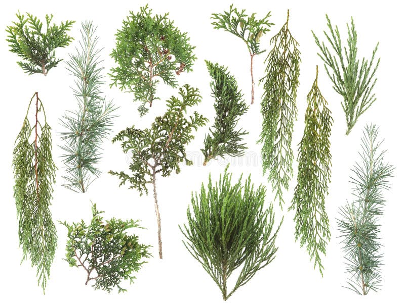I generi differenti di verde fresco hanno isolato le foglie della conifera, rami dell'abete su bianco fotografia stock