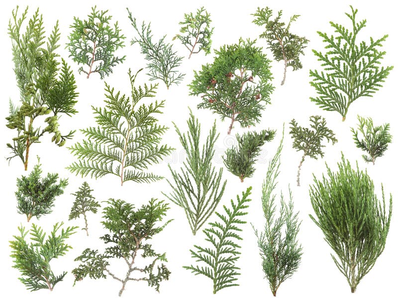 I generi differenti di verde fresco hanno isolato le foglie della conifera, rami dell'abete su bianco fotografia stock
