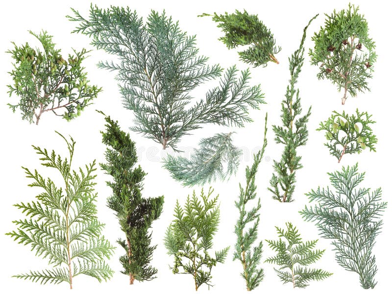 I generi differenti di verde fresco hanno isolato le foglie della conifera, rami dell'abete su bianco fotografia stock