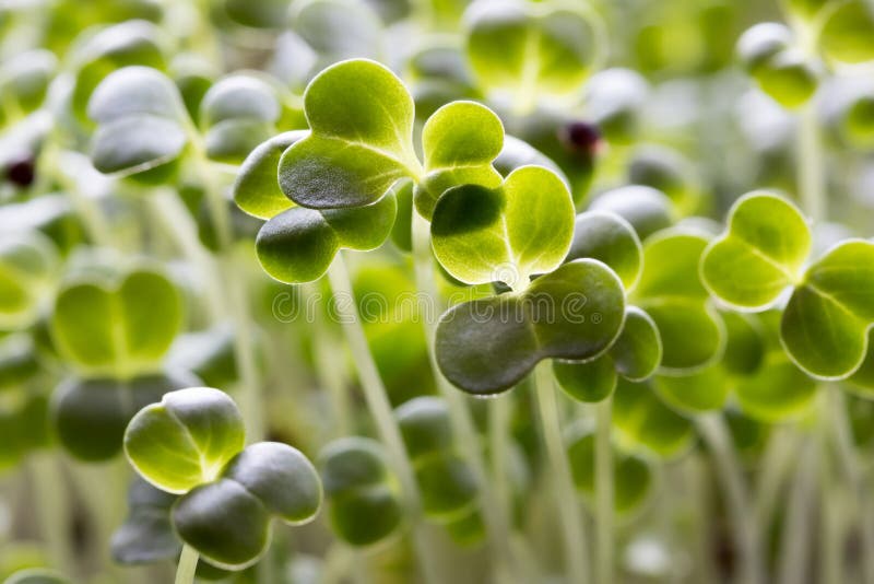 I giovani broccoli verdi germogliano, vecchio i cinque giorni