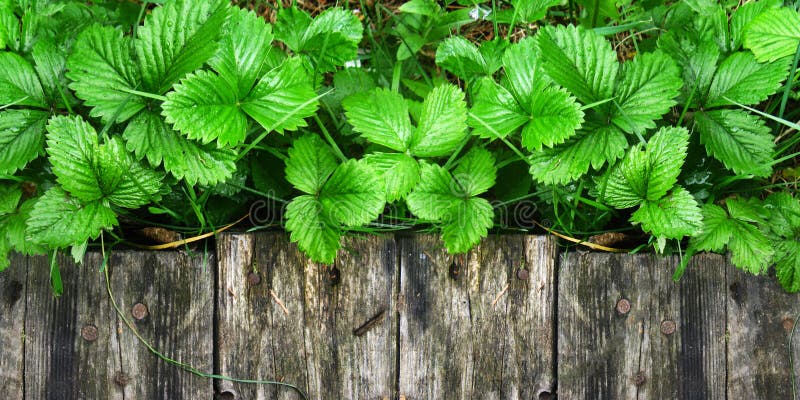 I giovani tiri e foglie dei cespugli di fragola luminosi senza bacche si sviluppano vicino al passaggio pedonale di legno immagini stock I giovani tiri e foglie dei cespugli di fragola luminosi senza bacche si sviluppano vicino al passaggio pedonale di legno immagini stock