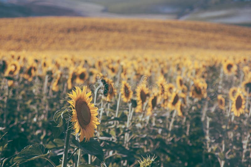 I girasoli strutturano e fondo per i progettisti Fondo del giacimento dei girasoli nello stile d'annata Macro vista del girasole fotografia stock I girasoli strutturano e fondo per i progettisti Fondo del giacimento dei girasoli nello stile d'annata Macro vista del girasole fotografia stock