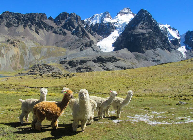 I lama e l'alpaca simili a pelliccia sul prato verde nelle Ande nevicano montagne caped