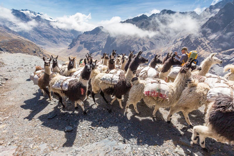 I lama radunano l'onere gravoso di trasporto, montagne della Bolivia