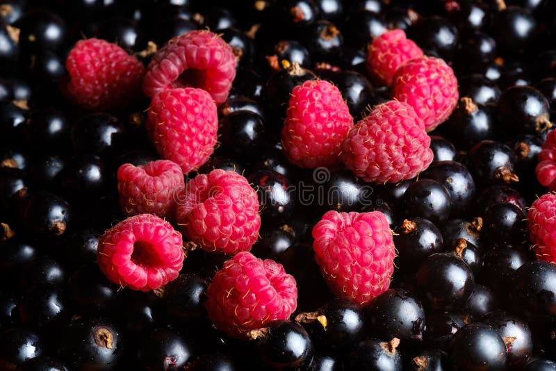 I lamponi rossi maturi si trovano sopra le bacche del ribes nero fotografia stock I lamponi rossi maturi si trovano sopra le bacche del ribes nero fotografia stock