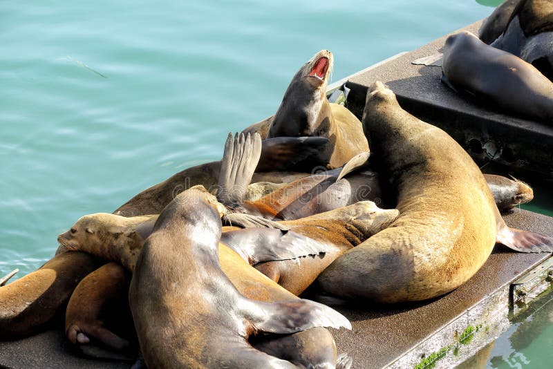 I leoni marini che solcano un molo immagine stock I leoni marini che solcano un molo immagine stock