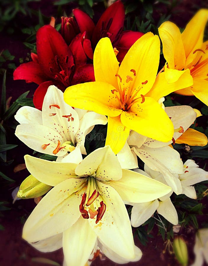 Love the Lilies of the Valley Flower Bloom in Snow Stock Photo Image
