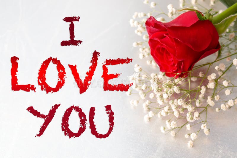 2,054 I Love You Rose Stock Photos - Free & Royalty-Free Stock Photos from Dreamstime 2,054 I Love You Rose Stock Photos - Free & Royalty-Free Stock Photos from Dreamstime