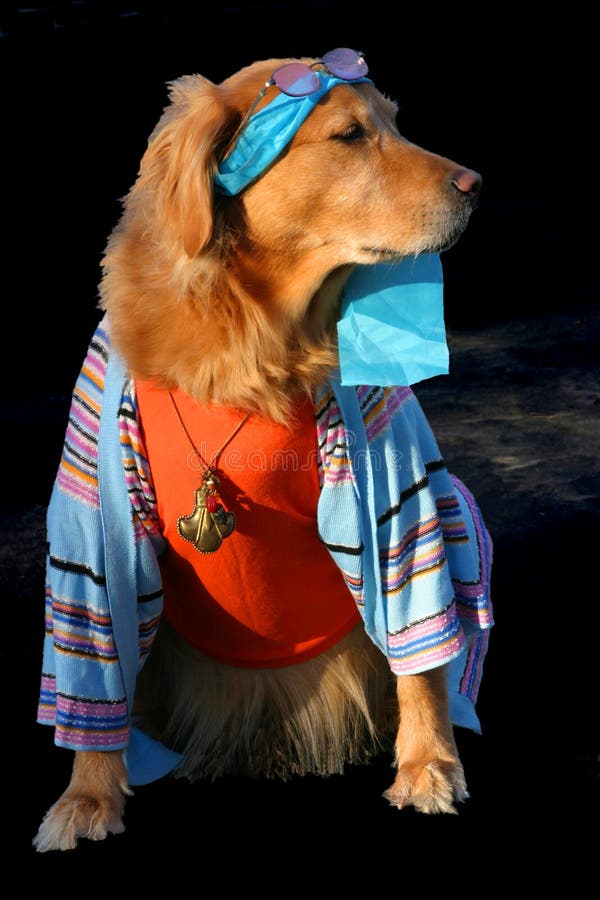 I m so Cool stock image. Image of hippy, blue, cool, retreiver - 441837