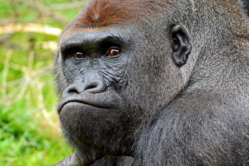 Gorilla Pose | Other Mammals | Animals | Pixoto