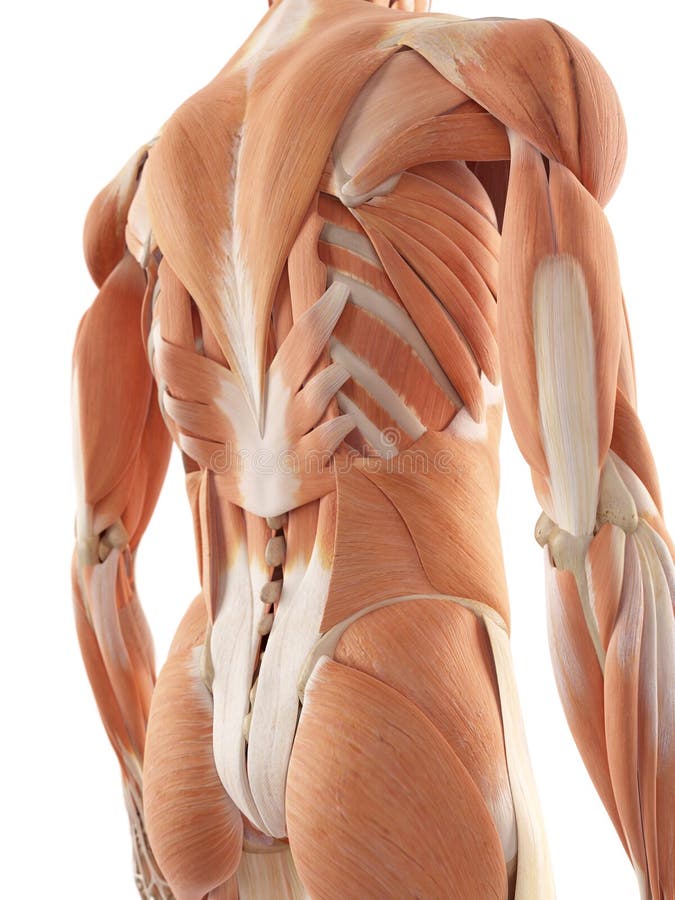 I muscoli dorsali