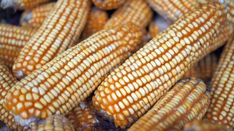 I noccioli crudi dei semi del cereale o di cereale sono i frutti di cereale Granuli di cereale maturo Noccioli e semi di mais immagine stock libera da diritti I noccioli crudi dei semi del cereale o di cereale sono i frutti di cereale Granuli di cereale maturo Noccioli e semi di mais immagine stock libera da diritti