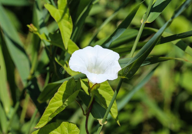 i nomi comuni di sepium di calystegia (precedentemente sepium del convolvolo) sono convolvolo di barriera, la bellezza di Rutland fotografia stock i nomi comuni di sepium di calystegia (precedentemente sepium del convolvolo) sono convolvolo di barriera, la bellezza di Rutland fotografia stock