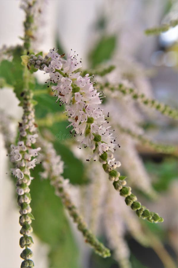 I nuovi fiori che fioriscono di commiphora myrha fotografie stock