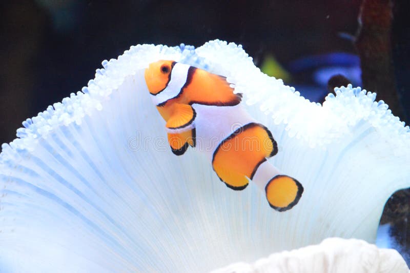 I ocellaris del Amphiprion pescano e anemon bianco del tappeto immagini stock libere da diritti I ocellaris del Amphiprion pescano e anemon bianco del tappeto immagini stock libere da diritti