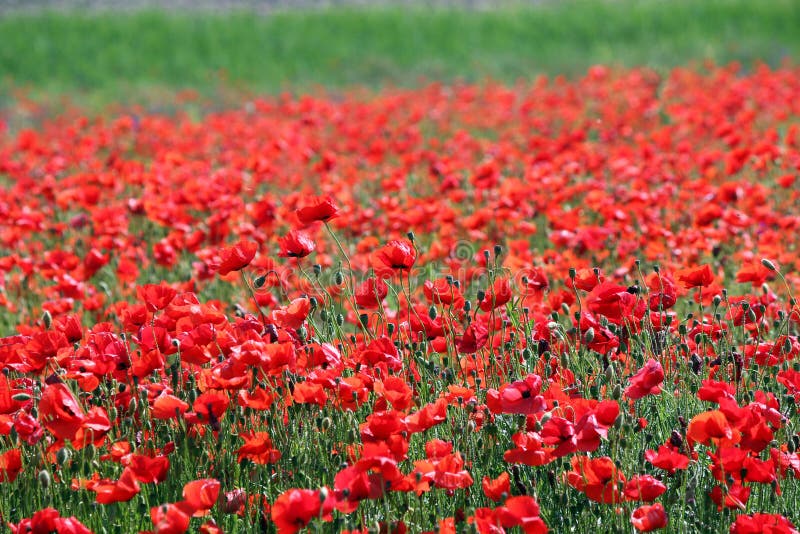I papaveri selvatici fioriscono il prato in primavera immagine stock I papaveri selvatici fioriscono il prato in primavera immagine stock
