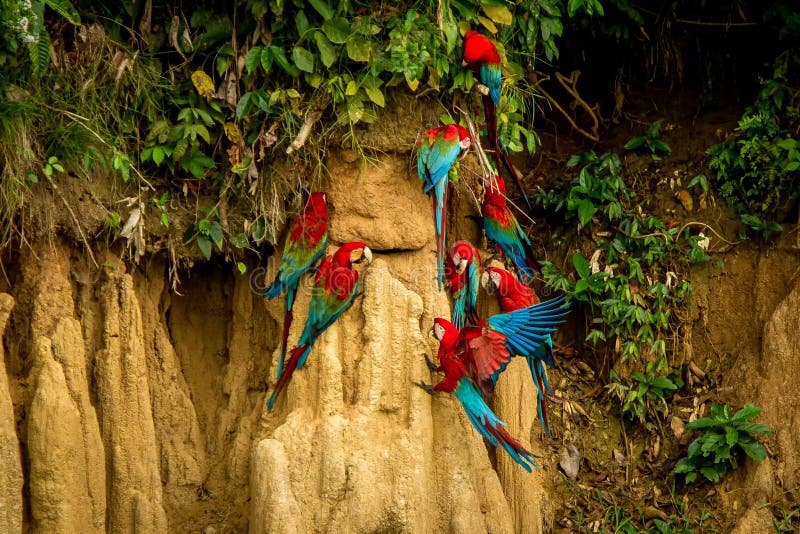 I pappagalli rossi su argilla leccano il cibo dell'ara rossa e verde dei minerali, in foresta tropicale, Brasile, scena della fau immagini stock libere da diritti I pappagalli rossi su argilla leccano il cibo dell'ara rossa e verde dei minerali, in foresta tropicale, Brasile, scena della fau immagini stock libere da diritti