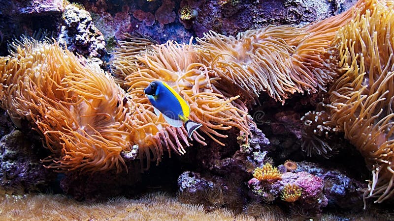 I pesci blu immagini stock libere da diritti I pesci blu immagini stock libere da diritti