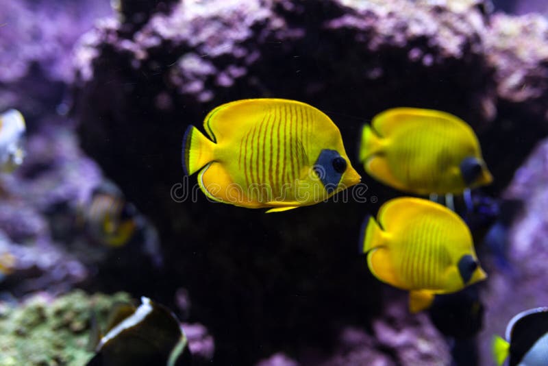 I pesci tropicali gialli si incontrano in acquario blu dell'acqua di mare della barriera corallina fotografie stock libere da diritti I pesci tropicali gialli si incontrano in acquario blu dell'acqua di mare della barriera corallina fotografie stock libere da diritti