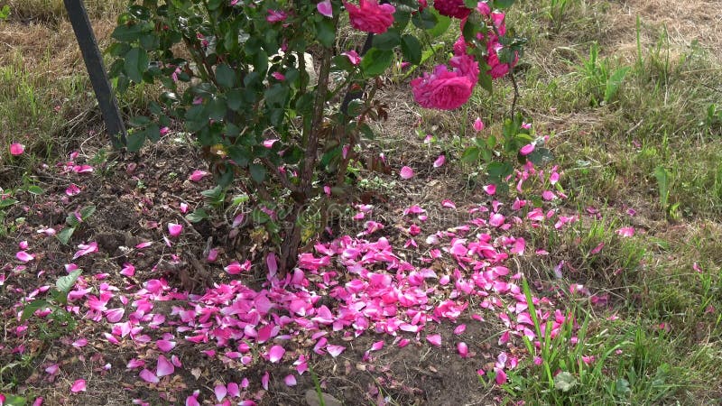 I petali di rosa cadono dal cespuglio alla fine dell'estate