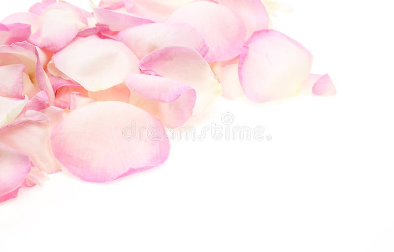 I petali di sono aumentato immagine stock I petali di sono aumentato immagine stock