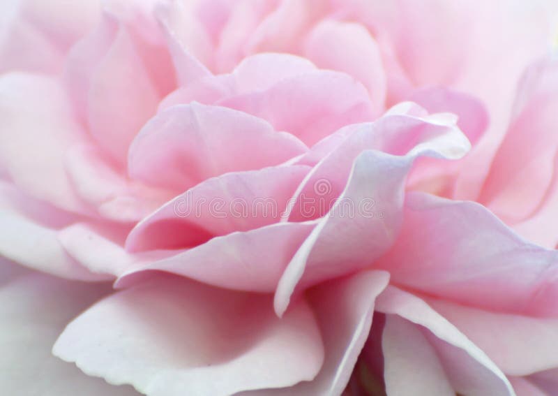 I petali rosa pallidi molli di rosa di bambino del fondo astratto wallpaper