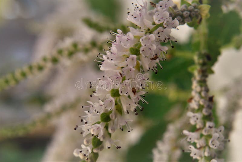 I piccoli fiori bianchi di commiphora myrha fotografia stock libera da diritti