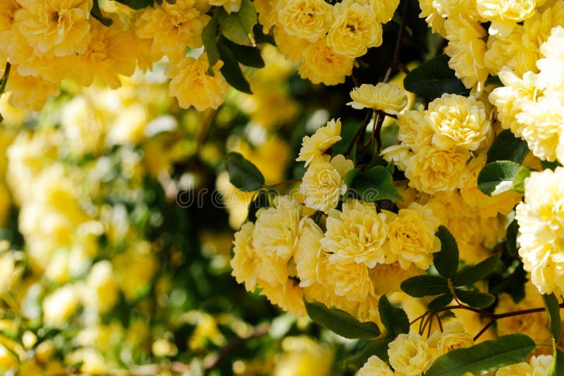 I piccoli fiori delicati delle rose gialle, banksiae di Rosa, sono aumentato fiore che fiorisce nel giardino immagini stock libere da diritti I piccoli fiori delicati delle rose gialle, banksiae di Rosa, sono aumentato fiore che fiorisce nel giardino immagini stock libere da diritti