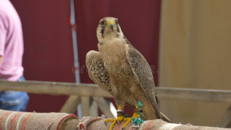 I piedi limitano il falco