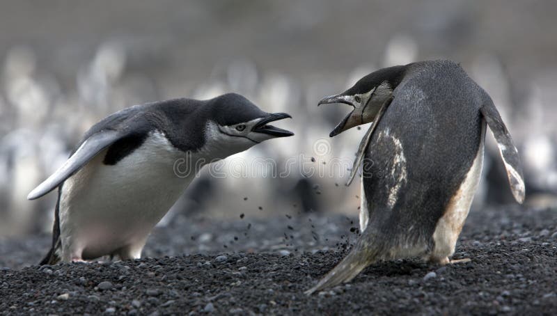 I pinguini dell'ANTARTIDE di conflitto