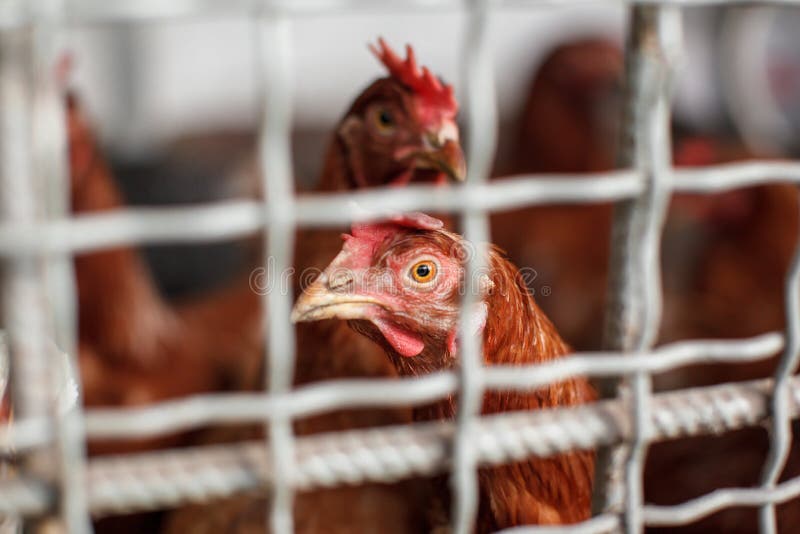 VitacombexV Integratore Vitaminico Per Uccelli 125ml - Per Canarini, Pappagalli E Polli | Made In Germany - Foto 2