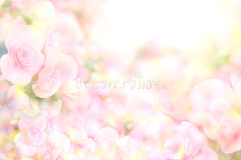 I precedenti rosa dolci molli astratti del fiore dalla begonia fioriscono