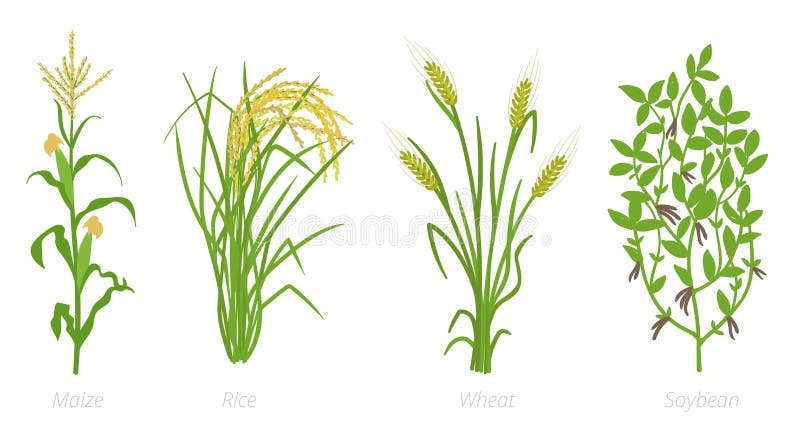 I raccolti agricoli Segale, grano del mais del riso e pianta di soia Illustrazione di vettore Secale cereale Pianta coltivata agr illustrazione vettoriale I raccolti agricoli Segale, grano del mais del riso e pianta di soia Illustrazione di vettore Secale cereale Pianta coltivata agr illustrazione vettoriale
