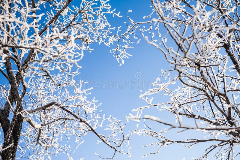 I rami degli alberi formano una forma a cuore immagine stock libera da diritti