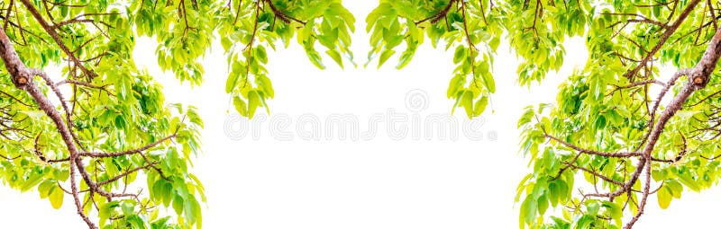 I rami di alberi freschi delle foglie incorniciano le belle foglie verdi isolate sull'immagine di sfondo bianca per il fondo dell