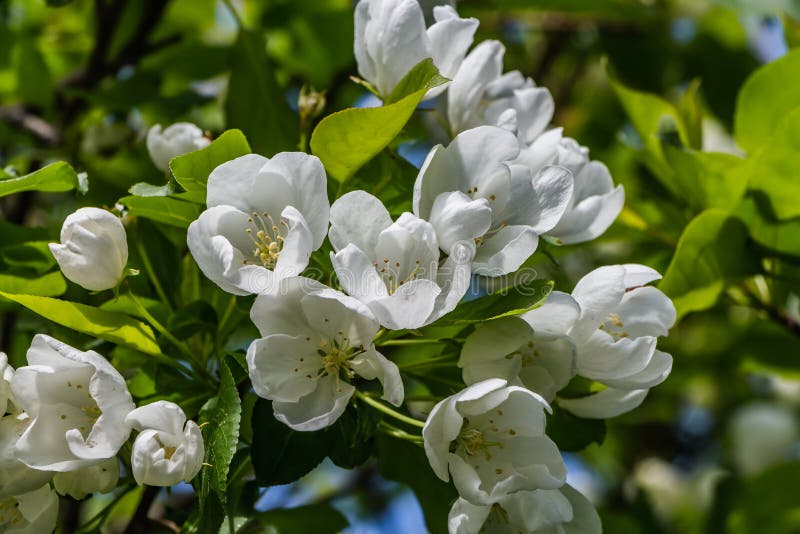 I ramoscelli dell'Apple-albero con le giovani foglie verdi ed i fiori bianchi su un fondo verde vago in primavera in un parco fotografia stock I ramoscelli dell'Apple-albero con le giovani foglie verdi ed i fiori bianchi su un fondo verde vago in primavera in un parco fotografia stock