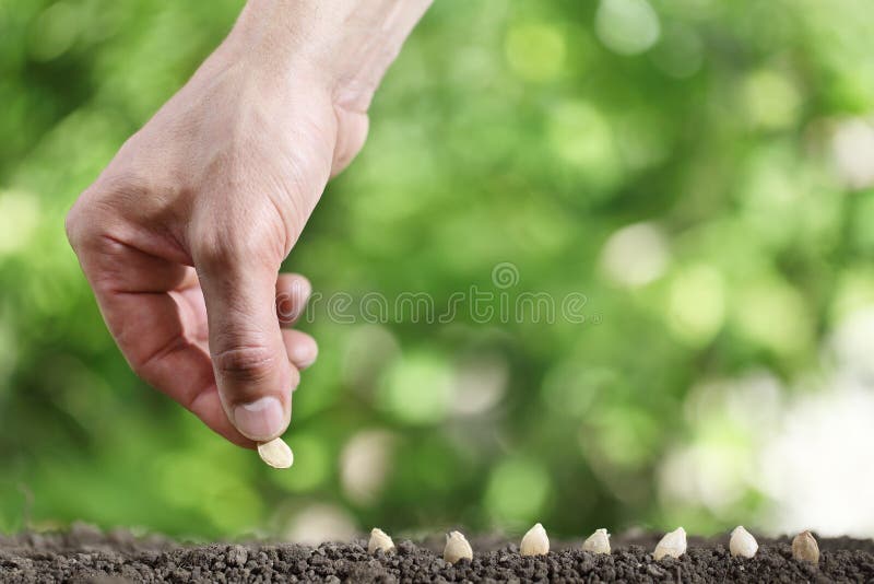 I semi della semina della mano in orto sporcano, si chiudono su sul gree