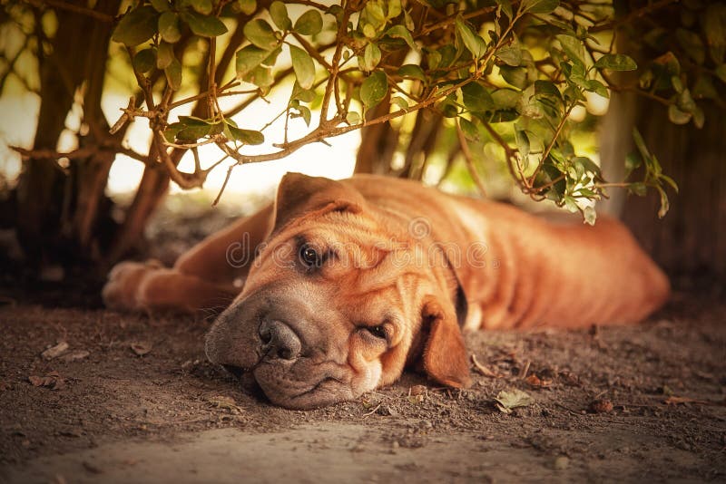 Out of the sun, a Shar pei tries to rest in the shade of a hedge. Retro style processing. Out of the sun, a Shar pei tries to rest in the shade of a hedge. Retro style processing.