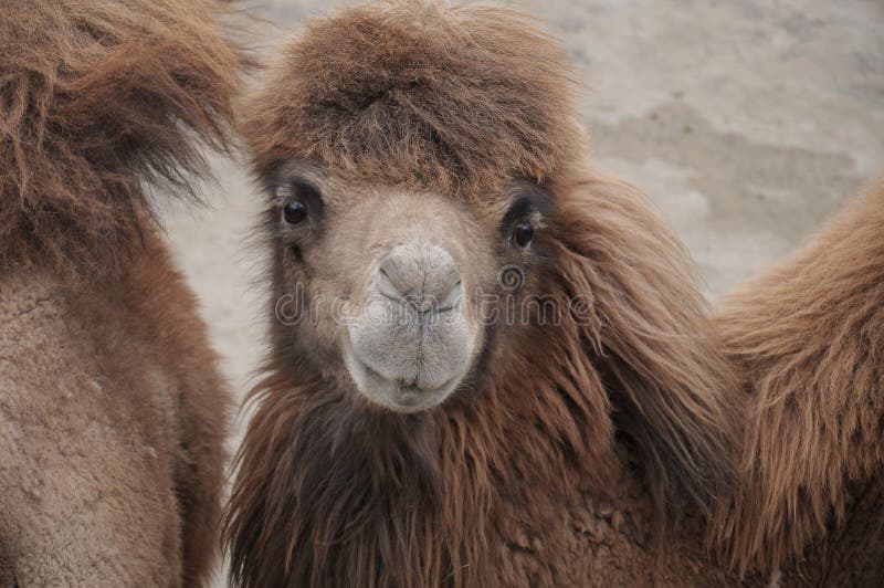 7,631 Red Camel Stock Photos - Free & Royalty-Free Stock Photos from  Dreamstime