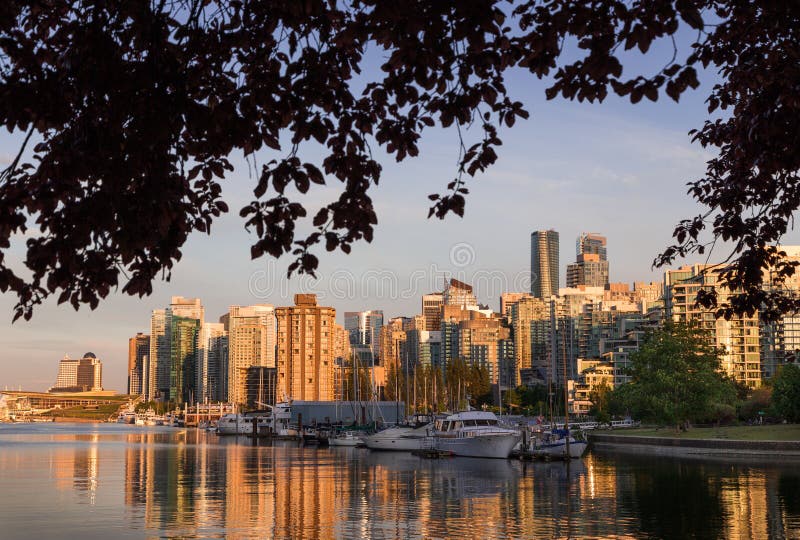 I stadens centrum Vancouver på solnedgången som överskuggas av trädfilialer royaltyfri bild I stadens centrum Vancouver på solnedgången som överskuggas av trädfilialer royaltyfri bild