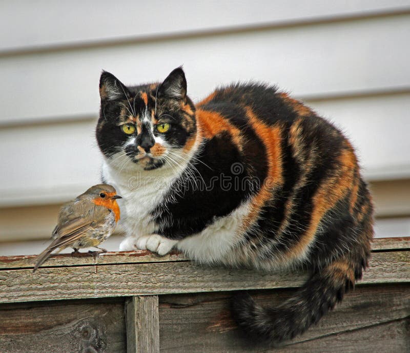 I taw tawt i puddy tat! I taw tawt i puddy tat!