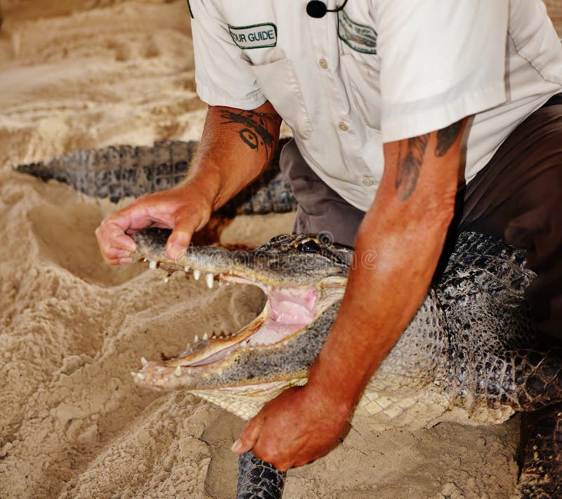 I terreni paludosi Florida S.U.A. di manifestazione della fauna selvatica dell'alligatore aprono la manovra della bocca immagini stock libere da diritti I terreni paludosi Florida S.U.A. di manifestazione della fauna selvatica dell'alligatore aprono la manovra della bocca immagini stock libere da diritti