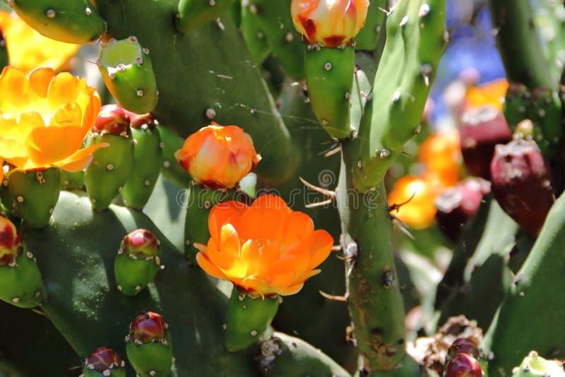 I tonni ed il cactus hanno fiorito in frutti rossi di primavera e fiori gialli fotografia stock I tonni ed il cactus hanno fiorito in frutti rossi di primavera e fiori gialli fotografia stock